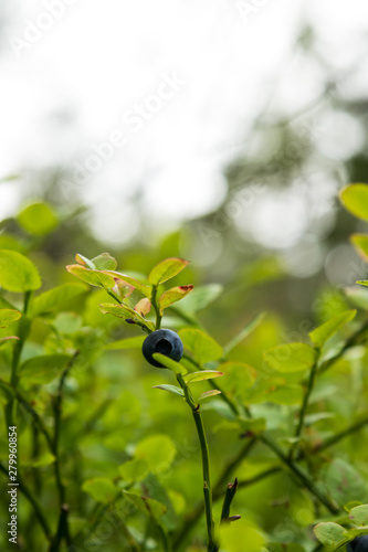 Blueberry on a small bush in early summer against a bright background. 