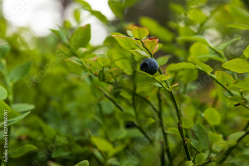 Blueberry on a small bush in early summer against a bright background. 