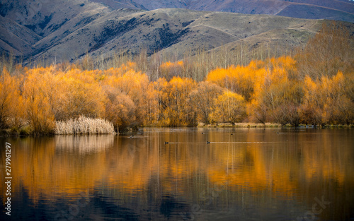 Fototapeta Naklejka Na Ścianę i Meble -  Yellow Forest Reflects Water Is beautiful in New Zealand