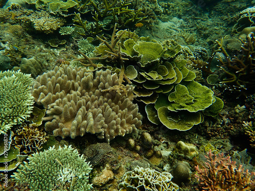 Beautiful coral found at coral reef area at tioman island, Malaysia