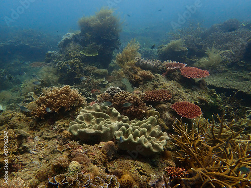 Beautiful coral found at coral reef area at tioman island  Malaysia