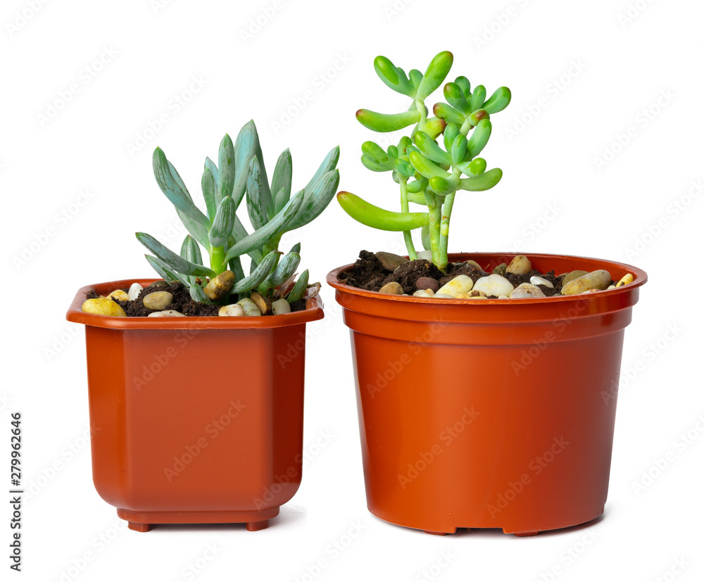 Pots with succulent plants isolated on white background Pots with succulent plants isolated on white background