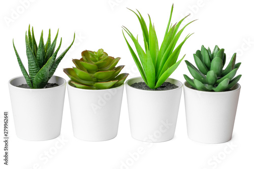 Pots with succulent plants isolated on white background
