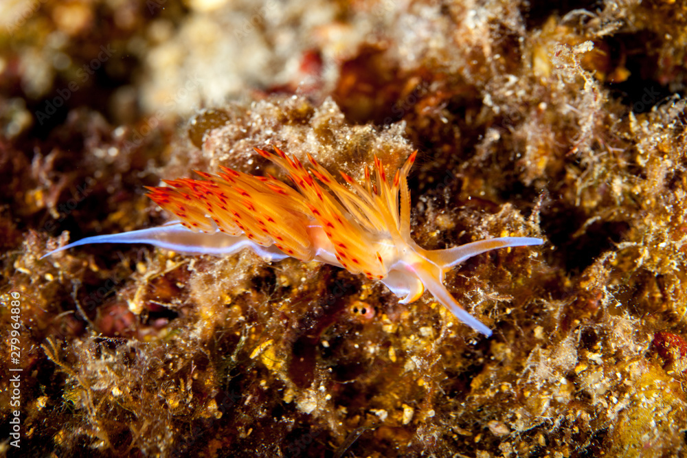 Orange Aeolid Nudibranch, Dondice banyulensis Orange Aeolid Nudibranch, Dondice banyulensis