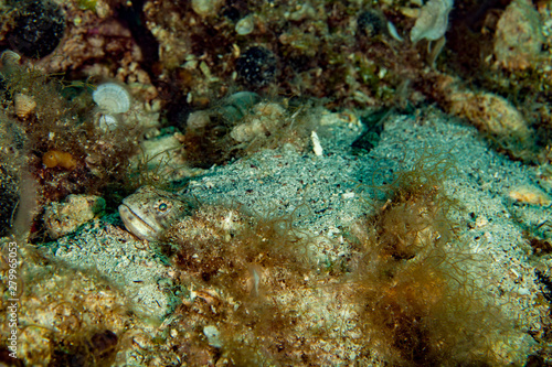 The Atlantic lizardfish, Synodus saurus, is a species of lizardfish that primarily lives in the Eastern Atlantic