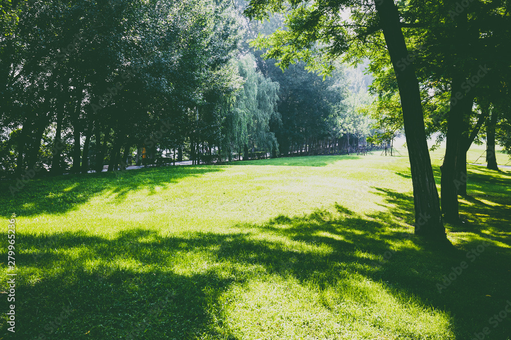 Obraz premium Lawn and trees in the park