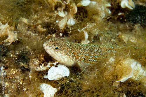 The Atlantic lizardfish, Synodus saurus, is a species of lizardfish that primarily lives in the Eastern Atlantic