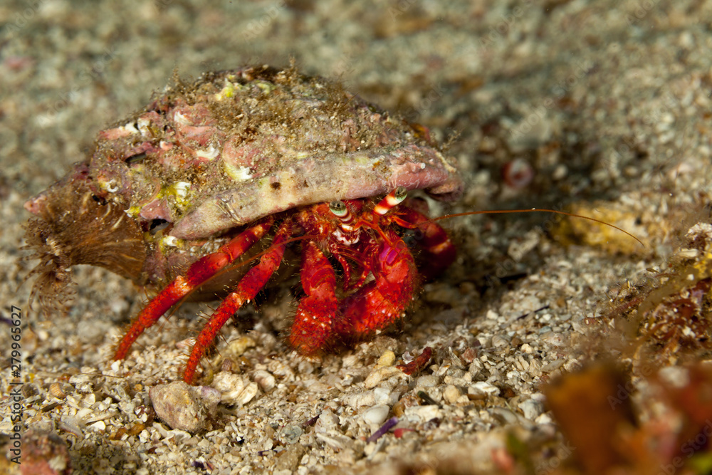 Red Hermit Crab, Dardanus calidus is a species of hermit crab from the East Atlantic (Portugal to Senegal) and Mediterranean Sea