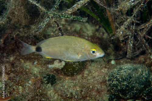 Annular seabream next to seagrass, Diplodus annularis