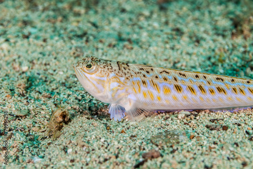 The greater weever, Trachinus draco, Linnaeus 1758, is a benthic and demersal venomous marine fish of the family Trachinidae