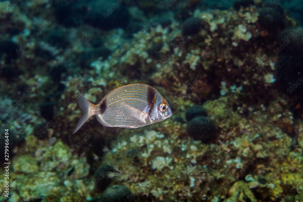 Obraz premium The common two-banded sea bream, Diplodus vulgaris is a species of seabream belonging to the family Sparidae