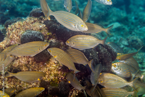 The dreamfish, salema, salema porgy, cow bream or goldline, Salema porgy, Sarpa salpa, is a species of sea bream photo