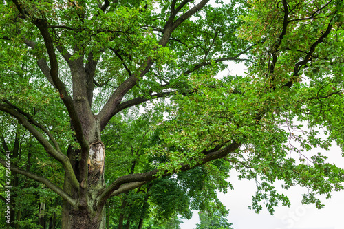 Old oak tree..