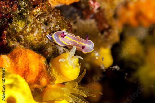 Felimida krohni is a species of colorful sea slug, a dorid nudibranch, a marine gastropod mollusk in the family Chromodorididae photo