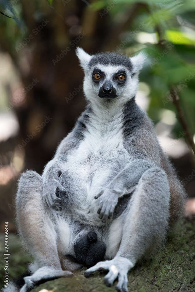 Fototapeta premium the lemur sits in the bushes