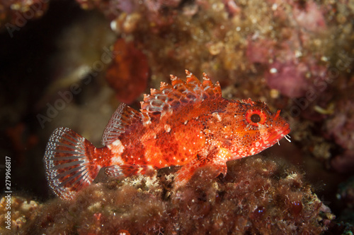 Madeira rockfish, Scorpaena maderensis