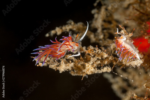 Tricolor nudibranch, Cratena peregrina photo