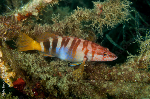 Obraz na płótnie Painted comber, Serranus scriba