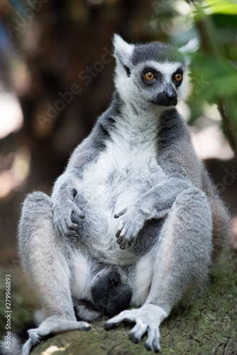 the lemur sits in the bushes