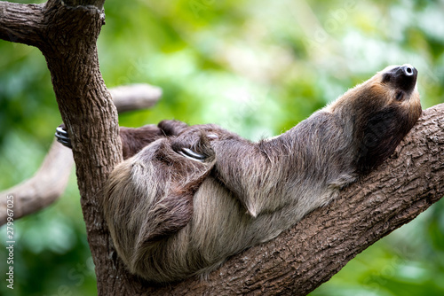 sloth lies on a tree