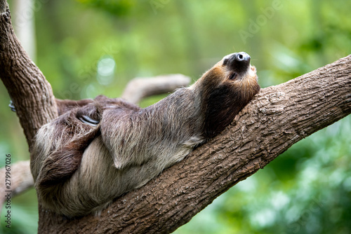 Fotografia sloth lies on a tree