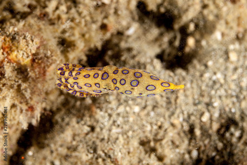 Greater Blueringed Octopus Hapalochlaena lunulata Greater Blueringed Octopus Hapalochlaena lunulata