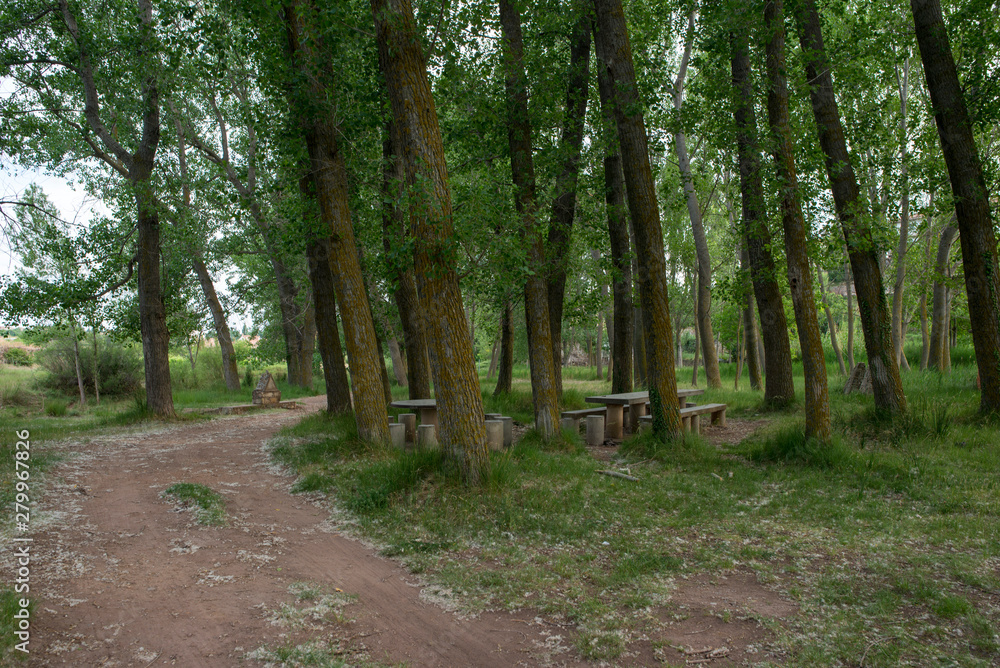 Forest in the village of Valvona de Teruel Forest in the village of Valvona de Teruel