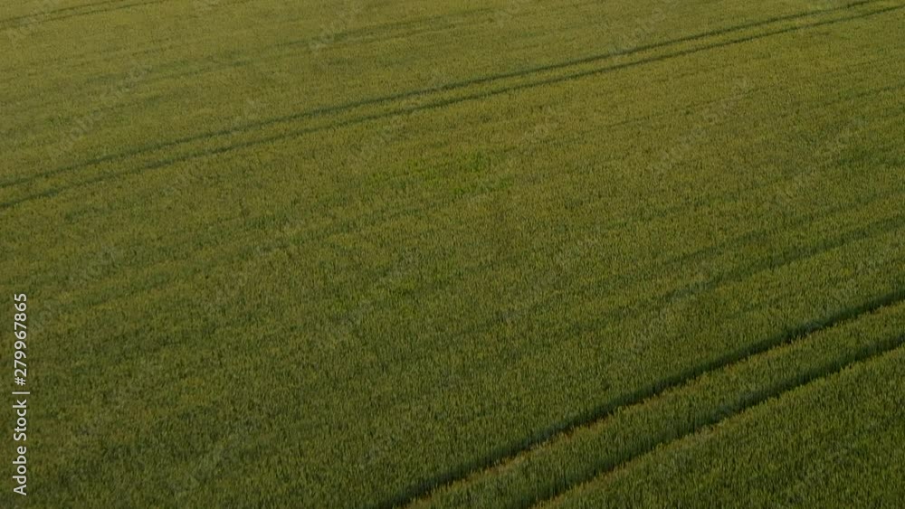 Aerial Reveal View Of Green Wheat Field Waving In The Wind. Tilt Up Aerial Reveal View Of Green Wheat Field Waving In The Wind. Tilt Up