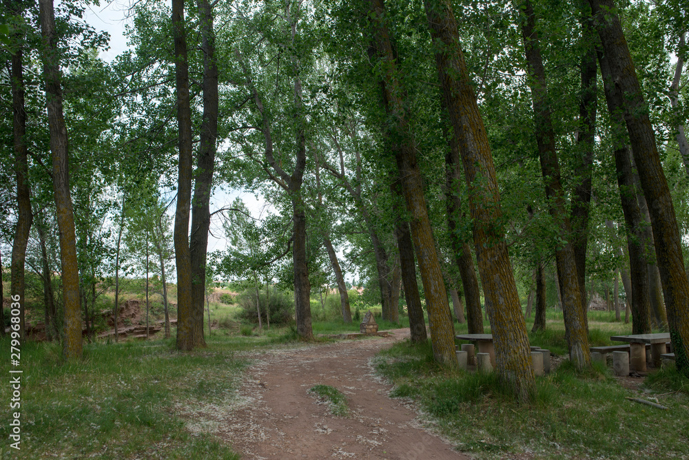 Forest in the village of Valvona de Teruel Forest in the village of Valvona de Teruel