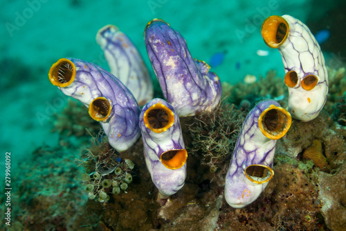 Sea squirts, tunicates, or ascidians living on the reef photo