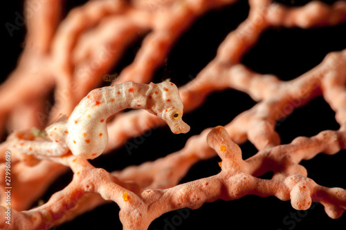 Hippocampus denise, also known as Denise's pygmy seahorse photo