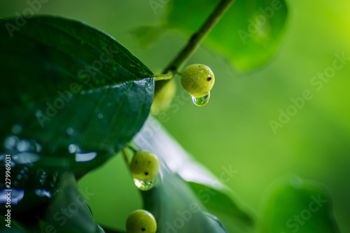 Water drops on green berries. Blurred background.
