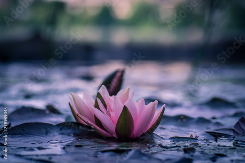 Dramatic waterlily. Blurred background and nice bokeh. Pink lotus flower.