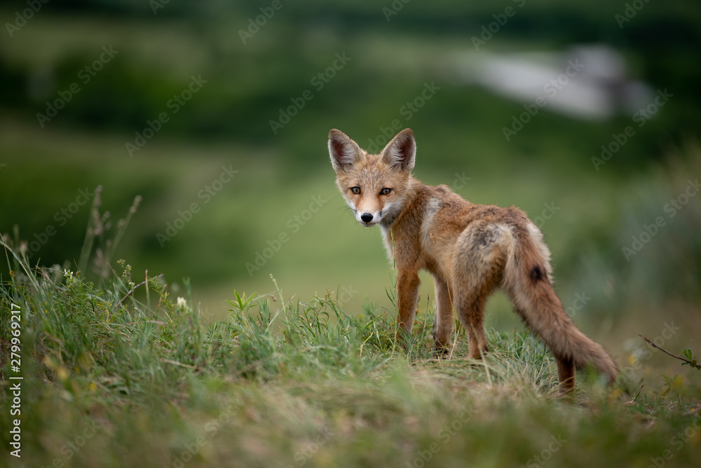 young fox in the forest in the green grass young fox in the forest in the green grass