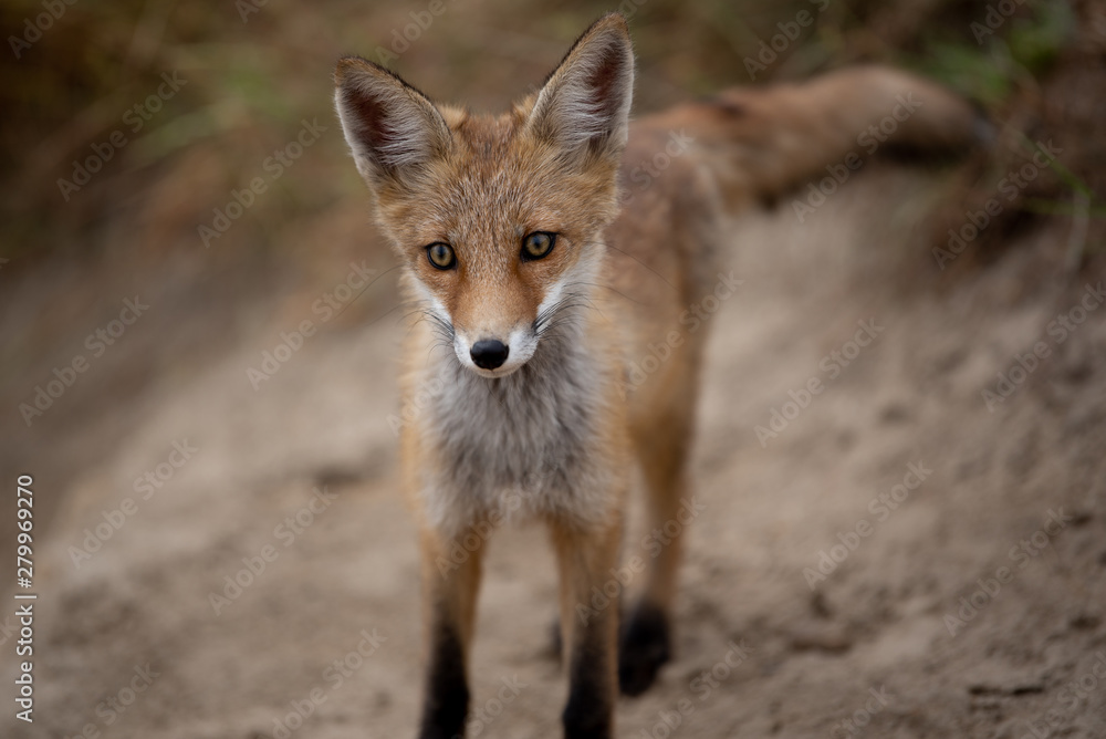 young fox in the forest in the green grass