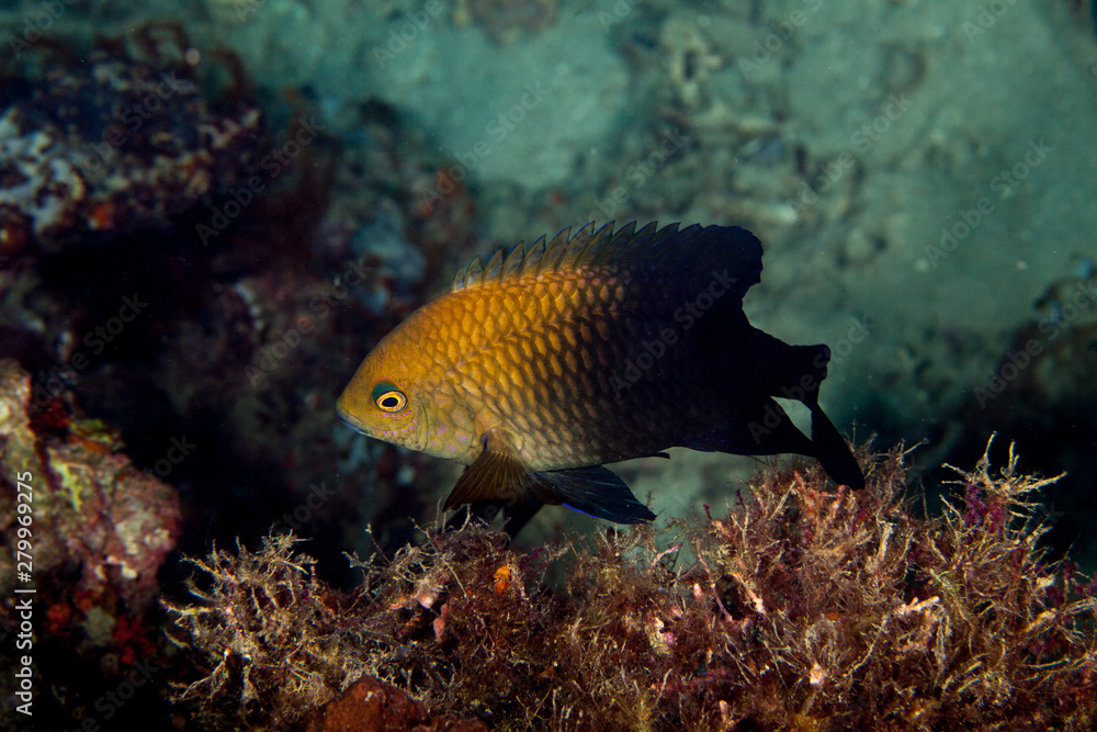 Damselfish fading from gold to black Damselfish fading from gold to black