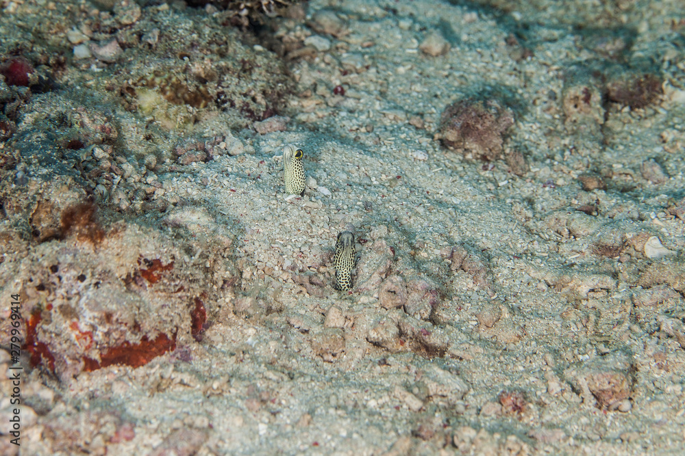 Fototapeta premium The spotted garden eel (Heteroconger hassi)