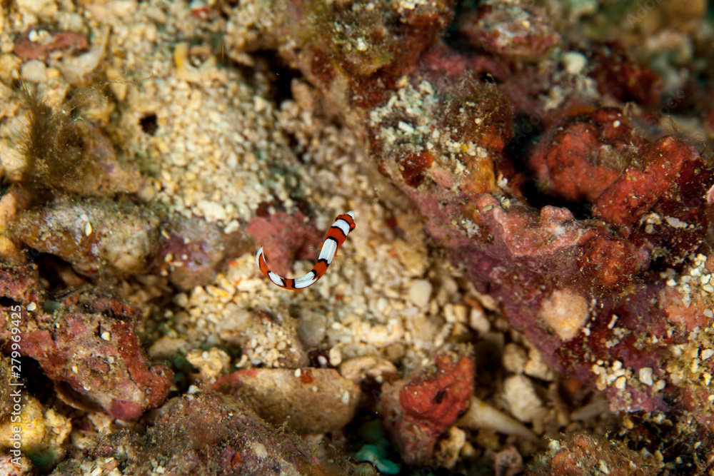 Fototapeta premium African clown wrasse, allocoris gaimard
