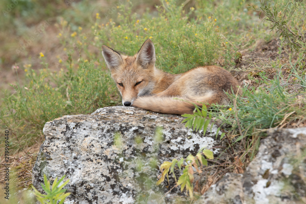 Fototapeta premium young fox in the forest in the green grass