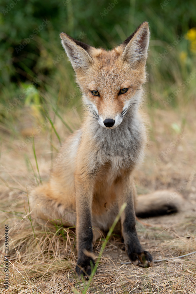 young fox in the forest in the green grass