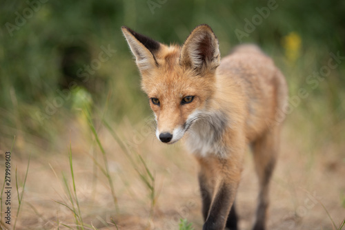 young fox in the forest in the green grass © Artem