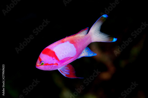 Pseudanthias pleurotaenia also known as the squarespot anthias, pink square anthias, or squarespot fairy basslet is a Pseudanthias reef dwelling fish of the Pacific Ocean