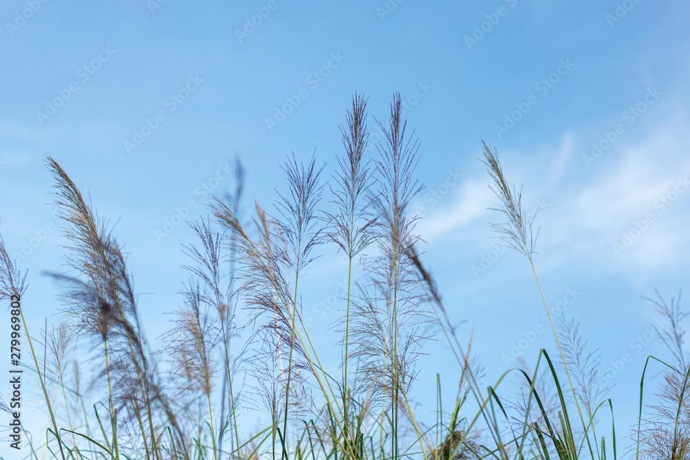Flowers of vetiver grass and blue sky. Vetiver grass: Plant and soil conservation and use as a herbal medicine. Flowers of vetiver grass and blue sky. Vetiver grass: Plant and soil conservation and use as a herbal medicine.
