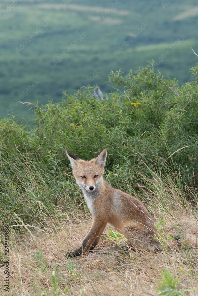 Naklejka premium young fox in the forest in the green grass