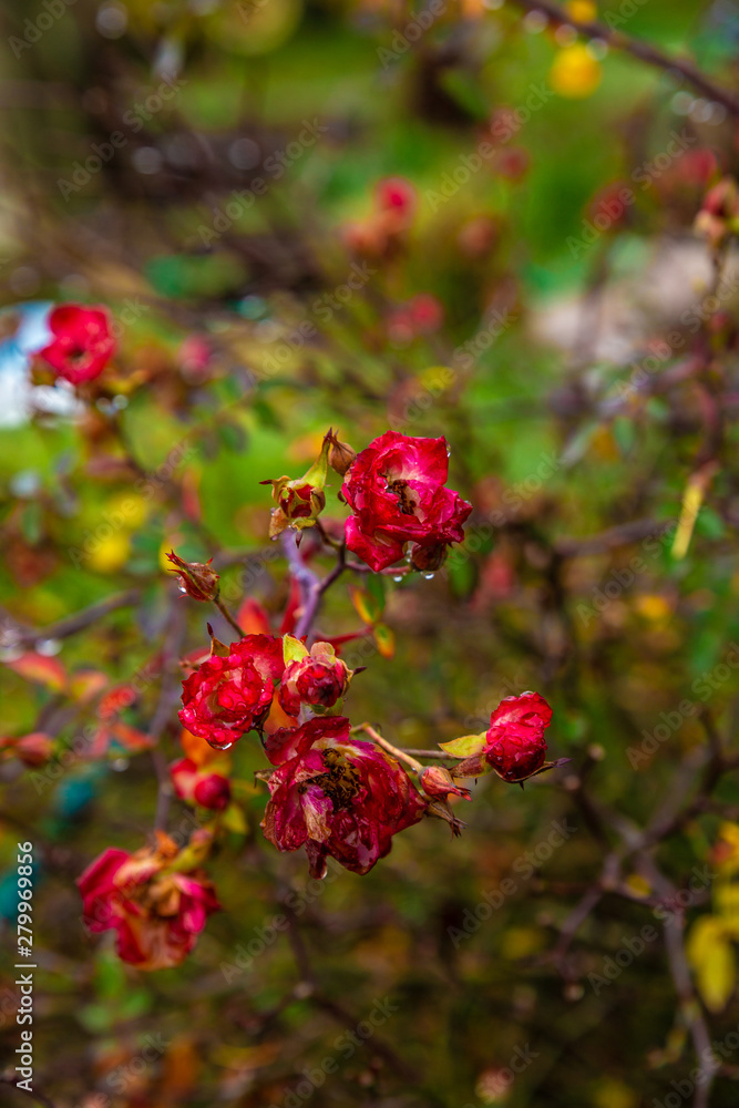 red flowers in garden red flowers in garden