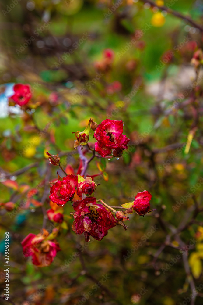 red flowers in garden