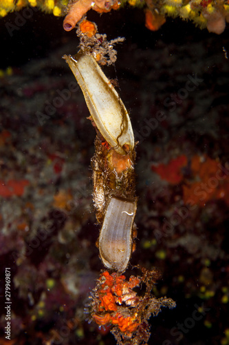 Cat Shark s Eggs  Adria  Croatia