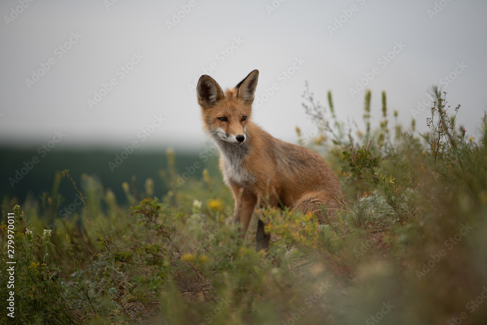young fox in the forest in the green grass young fox in the forest in the green grass