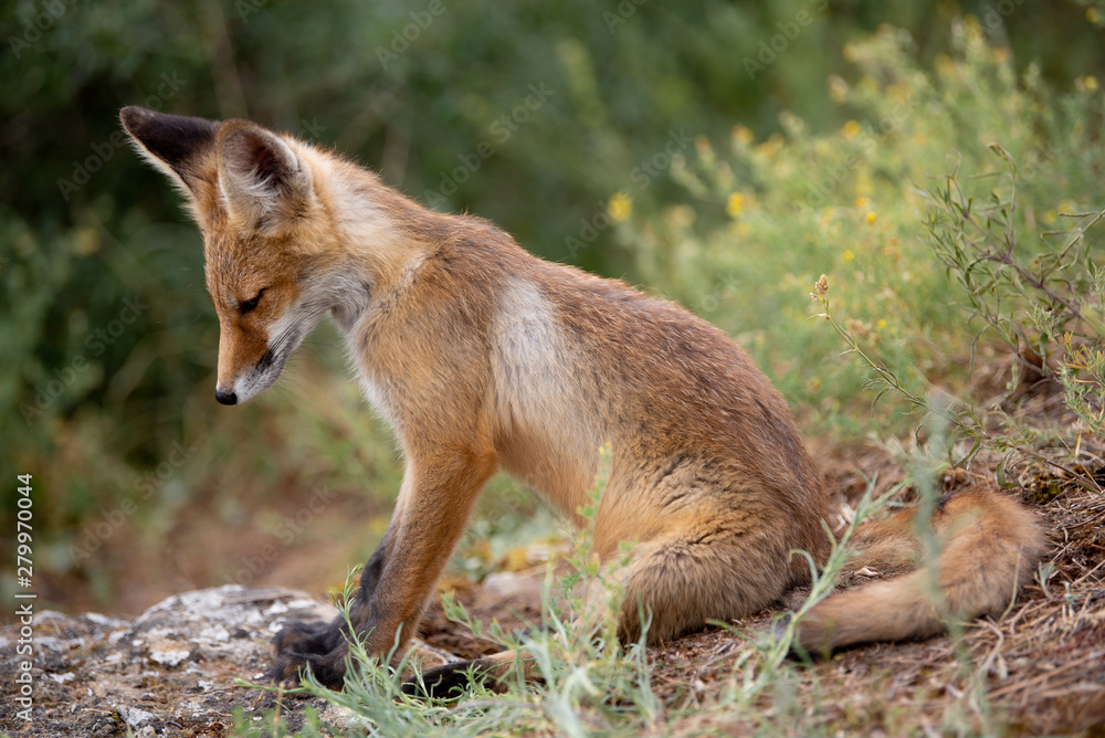 young fox in the forest in the green grass