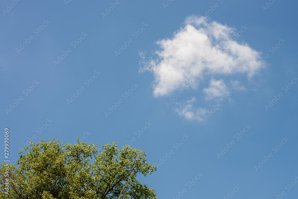 Green leaves and blue sky , background Green leaves and blue sky , background